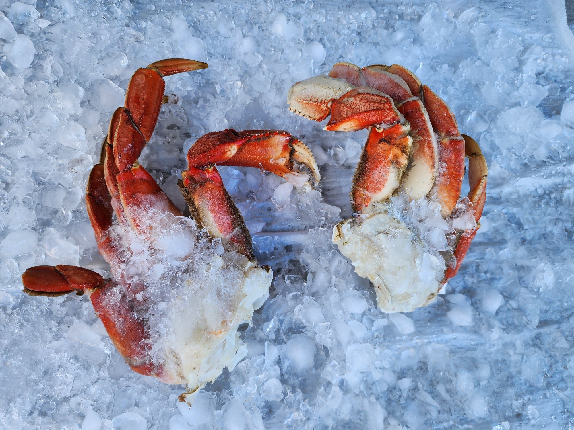 Dungeness Crab